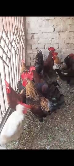 golden misri hens for sale