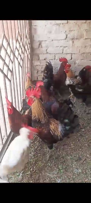 golden misri hens for sale 0