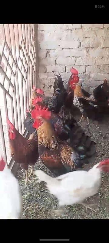 golden misri hens for sale 1