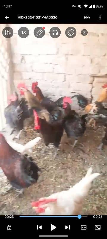 golden misri hens for sale 2