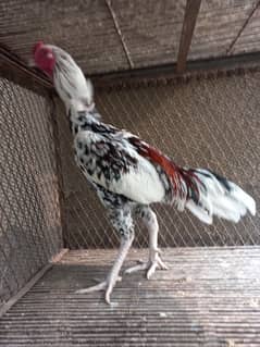 Tall heighted shamo murg 03434096570