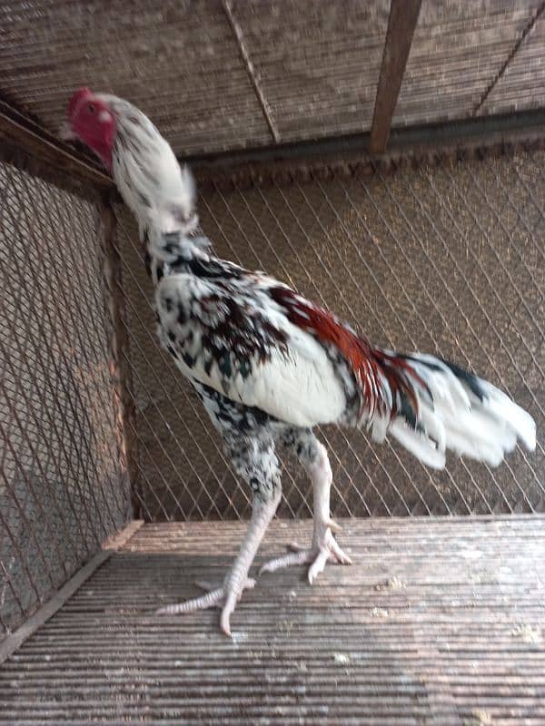 Tall heighted shamo murg 03434096570 0