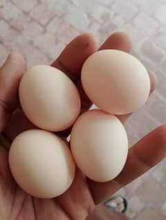 Bantam breed Eggs.