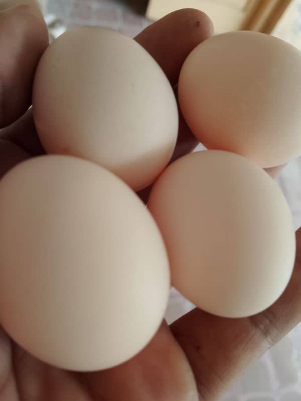 Bantam breed Eggs. 2