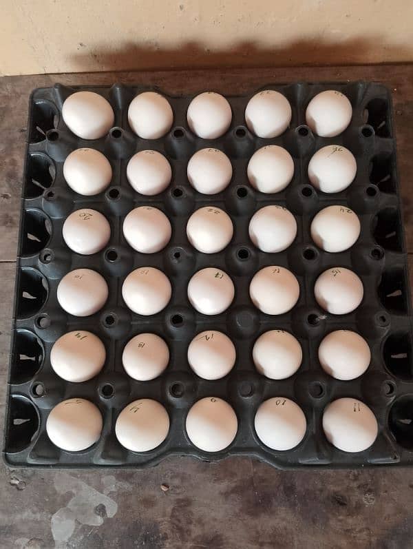 Bantam breed Eggs. 3