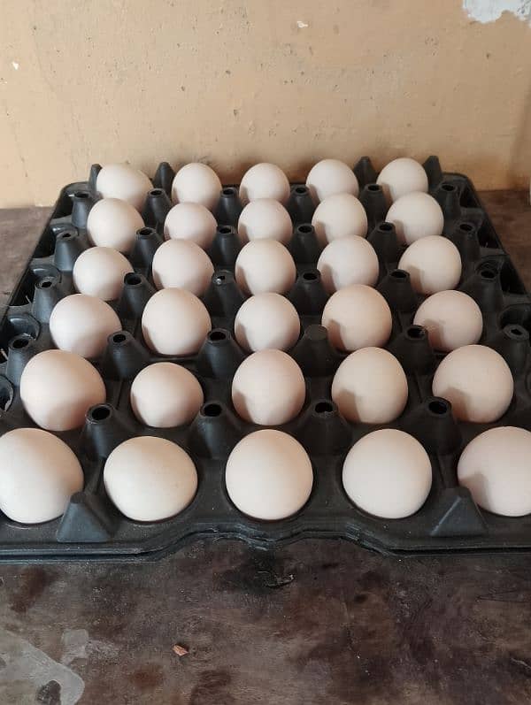 Bantam breed Eggs. 4