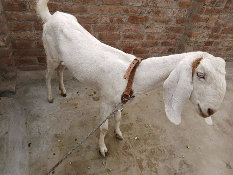 female goat 3