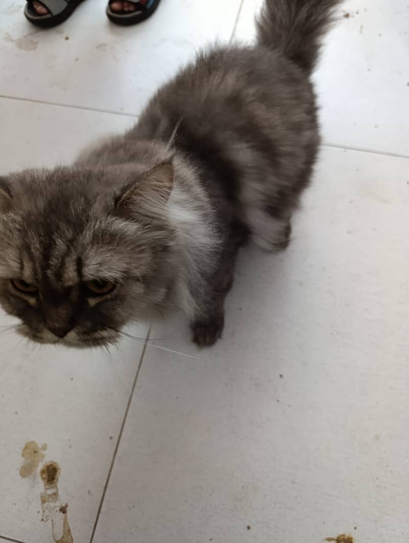 Persian Cats for sale 2