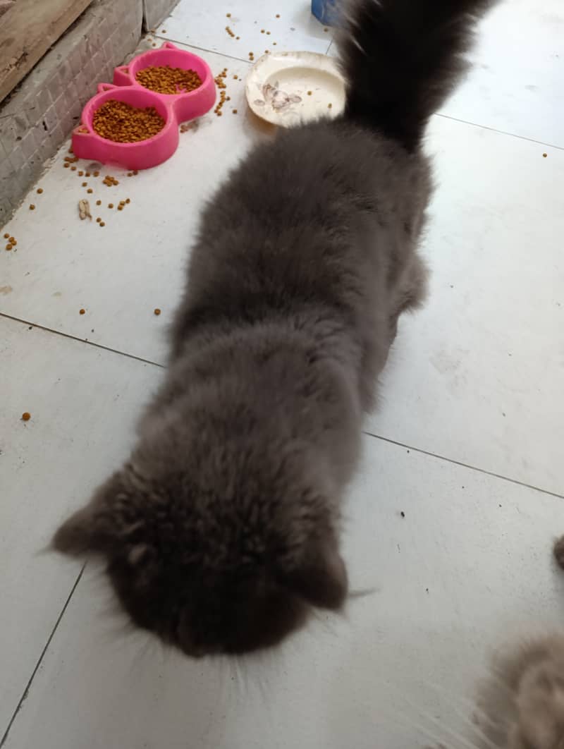 Persian Cats for sale 3