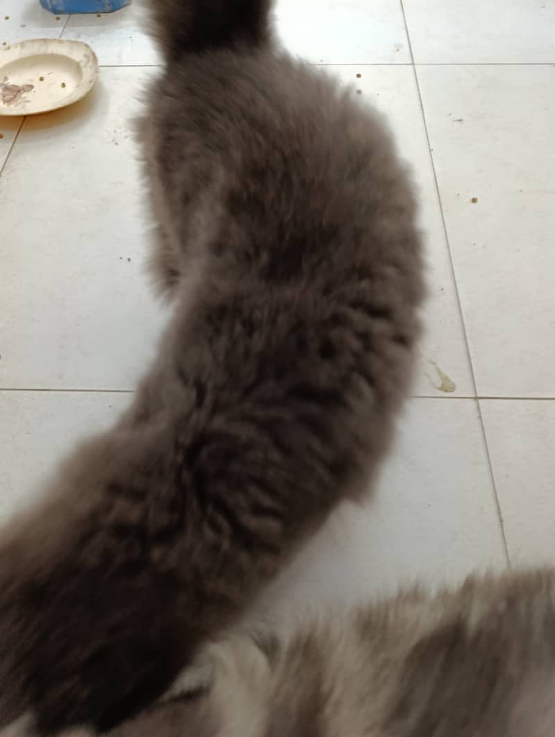 Persian Cats for sale 4