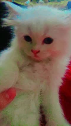 White persian cat for sale