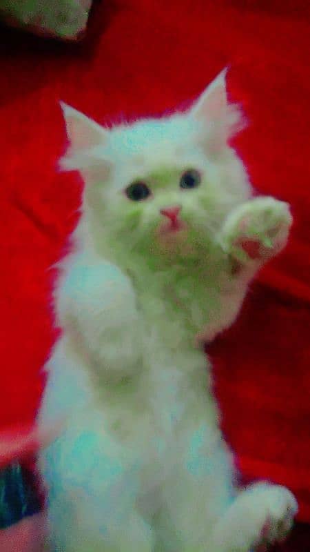 White persian cat for sale 1