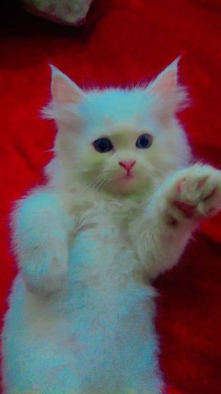 White persian cat for sale 2