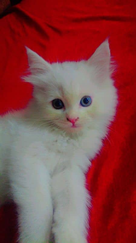 White persian cat for sale 3