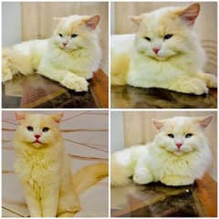 Persian cat  male for sale