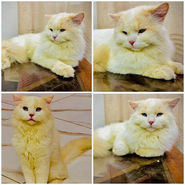 Persian cat  male for sale 0