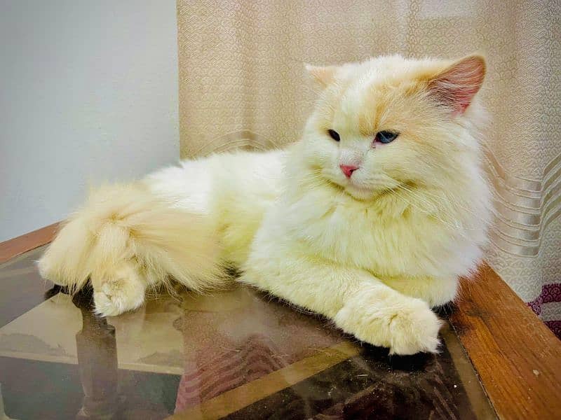 Persian cat  male for sale 1