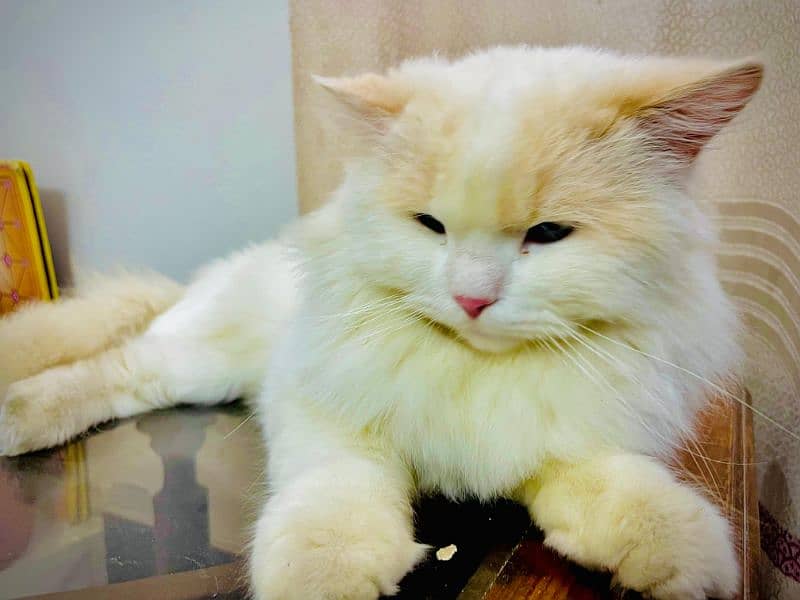 Persian cat  male for sale 2