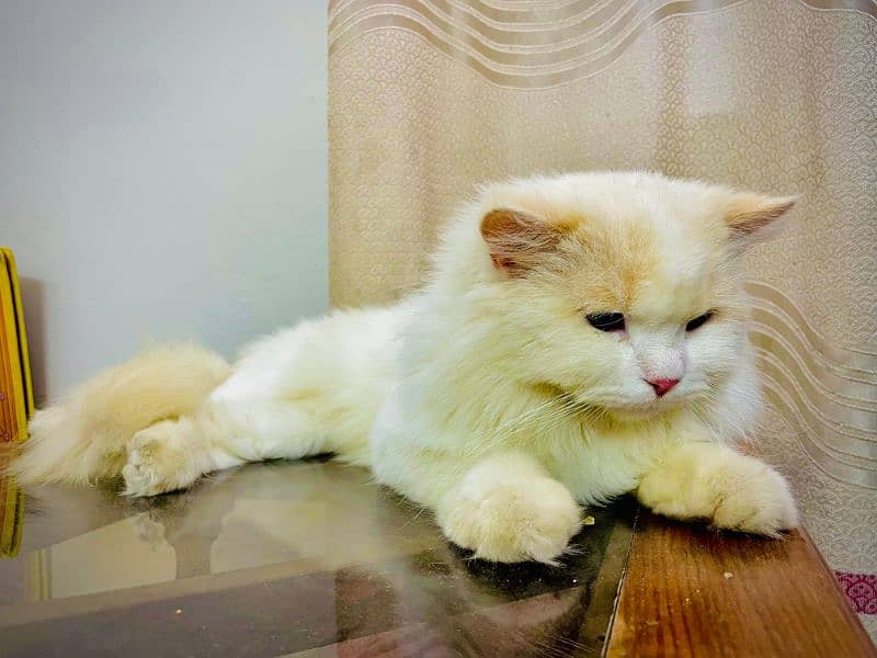 Persian cat  male for sale 3