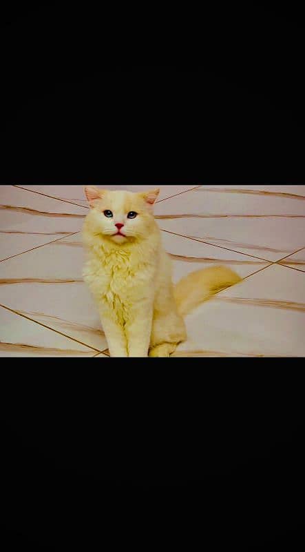 Persian cat  male for sale 4