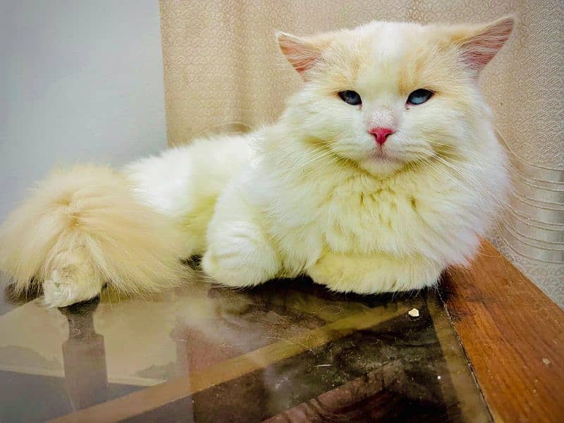 Persian cat  male for sale 5