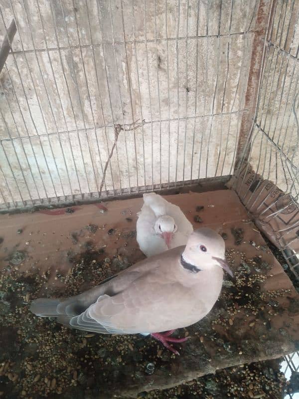 fakhta dove with chicks breeder pair 0