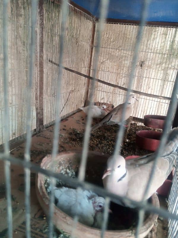 fakhta dove with chicks breeder pair 1