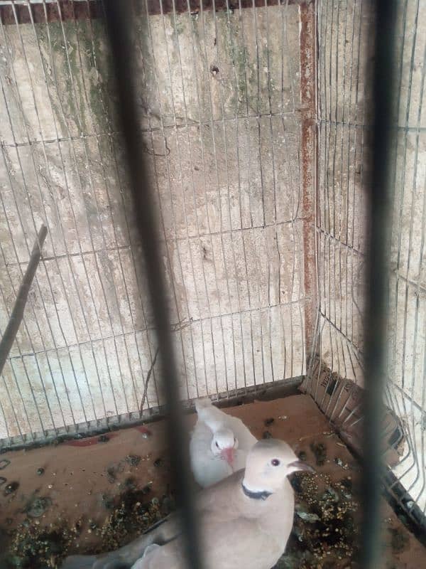 fakhta dove with chicks breeder pair 2