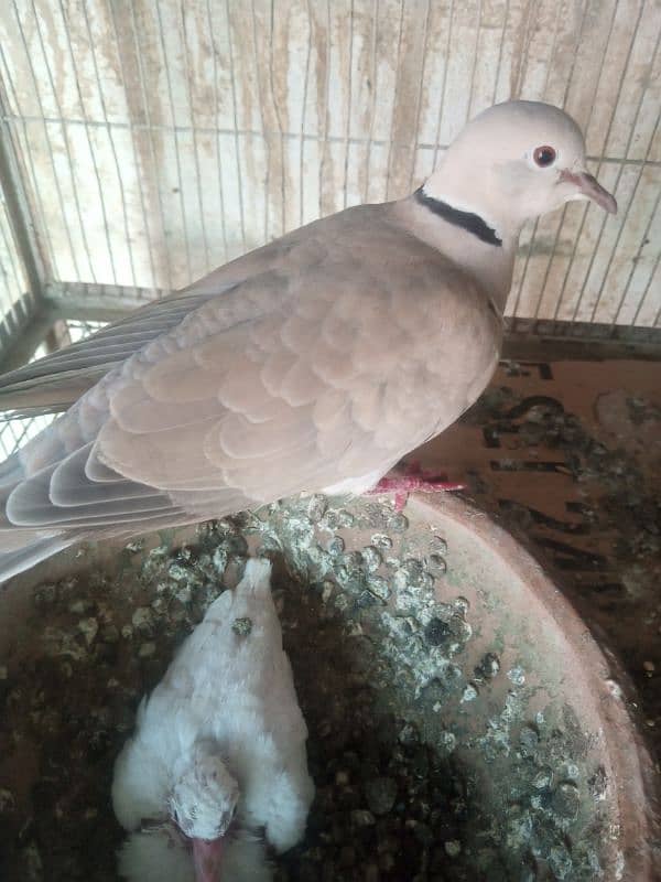 fakhta dove with chicks breeder pair 3