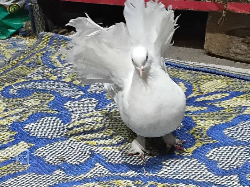 Urgent saale American fantail breeder pair0324-4474405 2