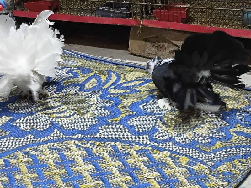 Urgent saale American fantail breeder pair0324-4474405 3