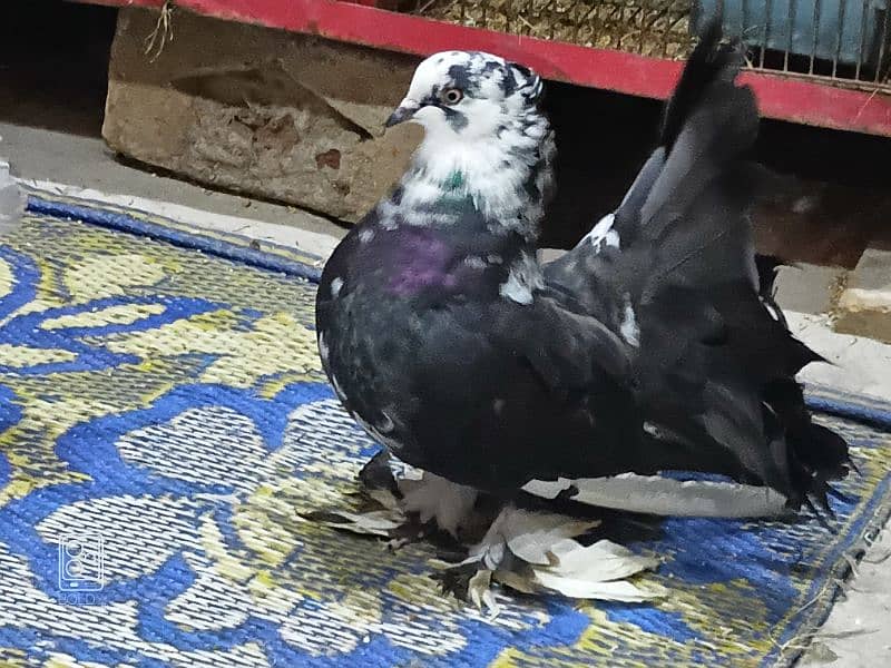 Urgent saale American fantail breeder pair0324-4474405 4