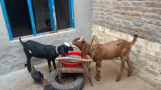 2 dant and pakki khere Female Goats