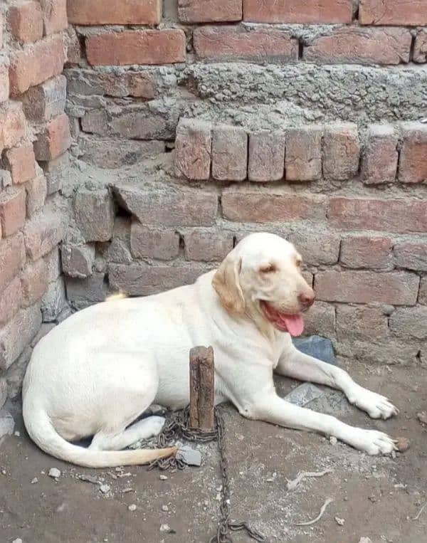 labra female 1