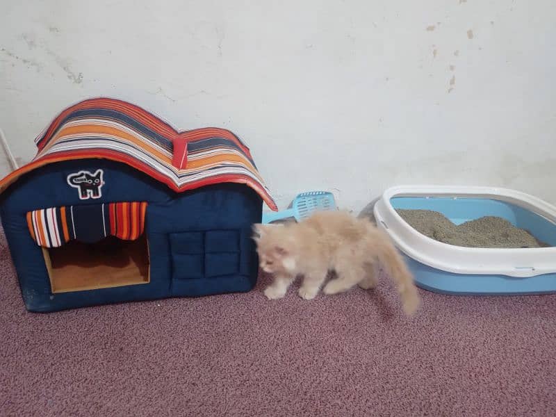 Persian cat for sale 2