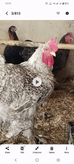 Australorp