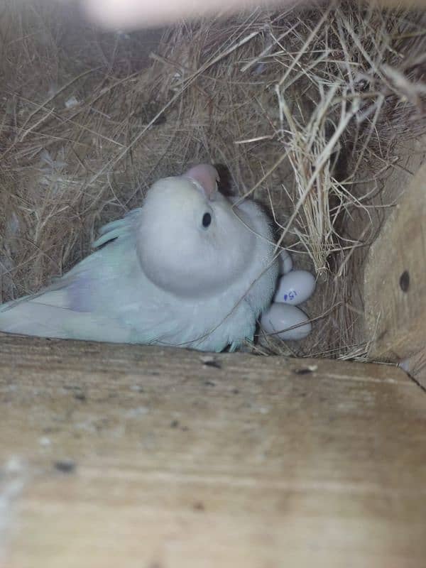 Latino/blue/ino X Albino /red eye on EGGS 2