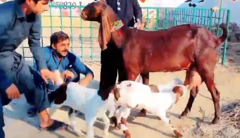 teen bacchon wali Bakri for sale call 03134935108 1