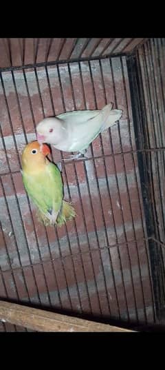 love birds breeder pairs available