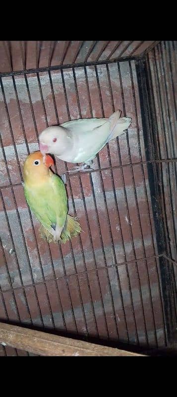 love birds breeder pairs available 0