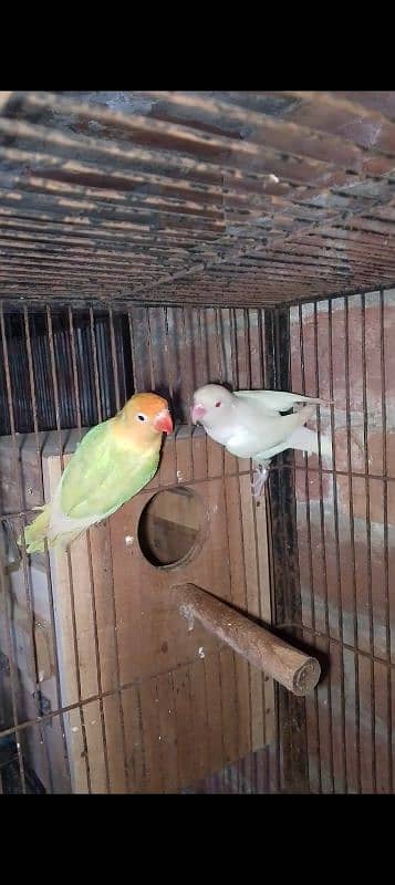 love birds breeder pairs available 1