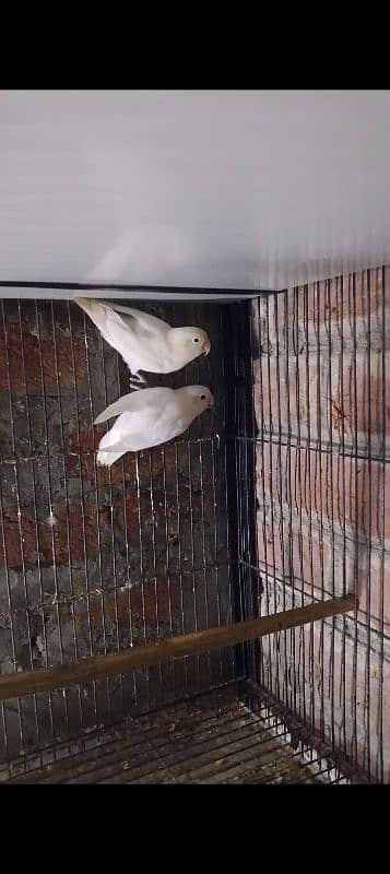 love birds breeder pairs available 2