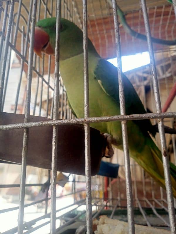 pahri parrot female 0