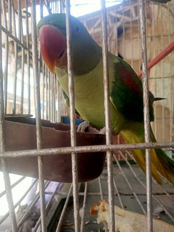 pahri parrot female 1