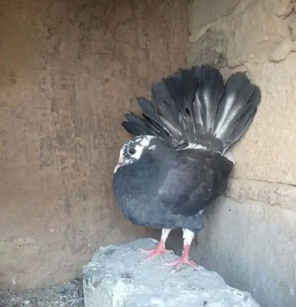 Lakay black jora for sale 0