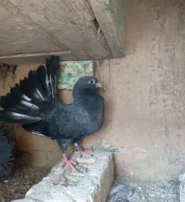 Lakay black jora for sale 1