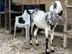 Makhi chini goat, 2.5 month pregnant. gaban bakri. achy height hy