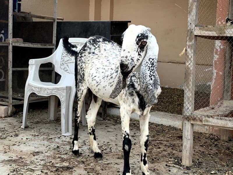 Makhi chini goat, 2.5 month pregnant. gaban bakri. achy height hy 1