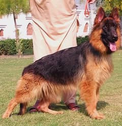 3ple coat gsd lowbak female ready for new home