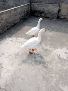 White Duck Pair For Sale